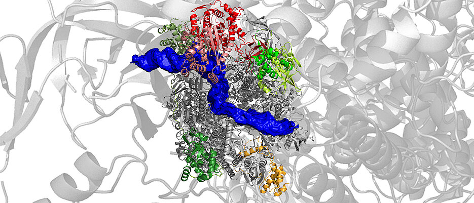 Structure of the poxvirus-polymerase in an early stage of transcription. Bound DNA is labelled in blue. 