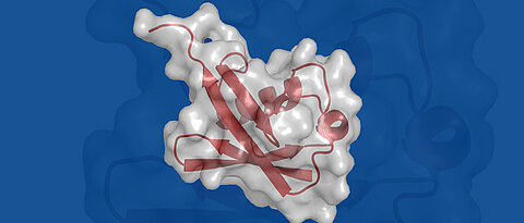 Die Struktur des Proteins Ubiquitin.