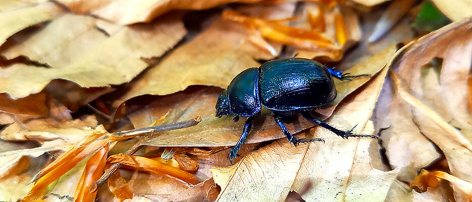 The forest dung beetle Anoplotrupes stercorosus acts as the ‘health police’ in the forest. It buries the feces of other animals, thereby inhibiting the spread of parasites and bringing nutrients into the forest soil.