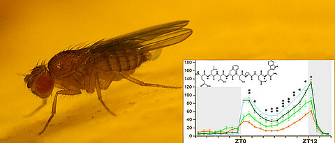 Ein Peptidhormon sorgt nicht nur für die Bereitstellung von Energie, sondern trägt auch zum Gleichgewicht zwischen Aktivität und Ruhe bei der Taufliege Drosophila bei.