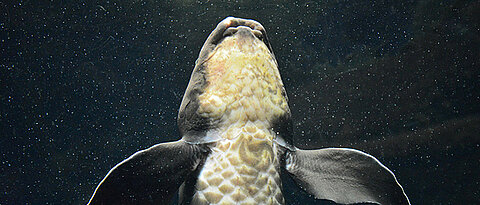 Fins of the Australian lungfish