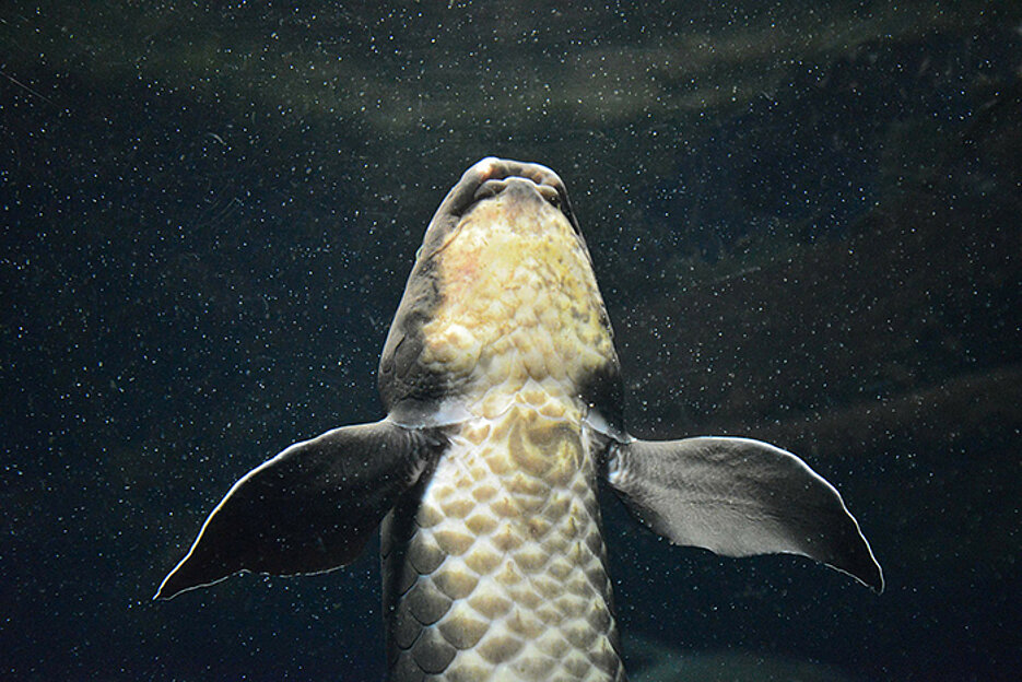 Die Knochenanordnung in den Flossen des Australischen Lungenfisches ähnelt stark derjenigen in den Gliedmaßen des Menschen.