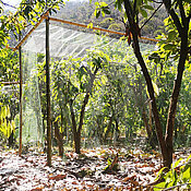 Exclusion cages built around pairs of cacao trees in agroforests in Northern Peru. 