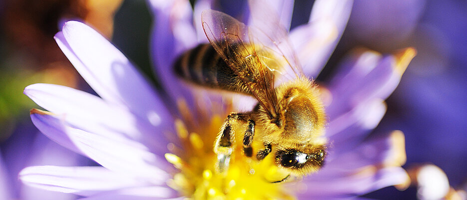 Biene auf Blüte