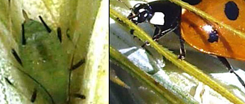 Die Blattlaus Sitobion avenae, ein Getreideschädling, und einer ihrer größten natürlichen Feinde, der Siebenpunkt-Marienkäfer. Fotos: Iris Gallenberger