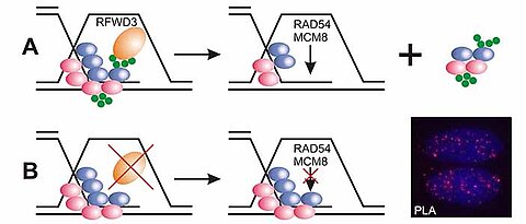 A: The enzyme RFWD3 helps target other proteins on single-stranded DNA for degradation. B: Cells lacking RFWD3 show DNA repair defects.