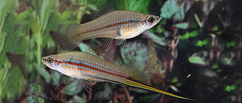 The longer the sword of the male (bottom), the greater the chances of its bearer being interested by a female (top). In the swordtail fish (Xiphophorus hellerii), scientists have now identified the genetic basis of sword growth. (Image: Georg Schneider / University of Würzburg) 