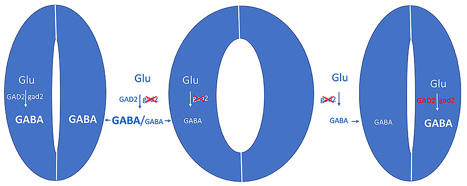Bei Trockenheit wird das Signalmolekül GABA gebildet und hemmt die Öffnung der Blattporen (links). Wird das Enzym GAD2, das Glutamat zu GABA umwandelt, genetisch ausgeschaltet, bleiben die Poren auch bei Trockenheit offen – die Pflanzen verlieren mehr Wasser (Mitte). Schleust man das Gen für GAD2 wieder in die Schließzellen ein, wird der Defekt aufgehoben. Das Experiment zeigt, dass die Schließzellen autonom Stress wahrnehmen und mit GABA-Produktion darauf reagieren.