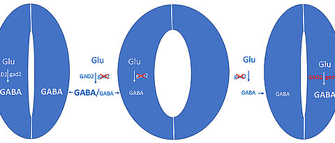 Bei Trockenheit wird das Signalmolekül GABA gebildet und hemmt die Öffnung der Blattporen (links). Wird das Enzym GAD2, das Glutamat zu GABA umwandelt, genetisch ausgeschaltet, bleiben die Poren auch bei Trockenheit offen – die Pflanzen verlieren mehr Wasser (Mitte). Schleust man das Gen für GAD2 wieder in die Schließzellen ein, wird der Defekt aufgehoben. Das Experiment zeigt, dass die Schließzellen autonom Stress wahrnehmen und mit GABA-Produktion darauf reagieren.