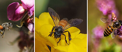 Dwarf honeybee, giant honeybee and eastern honeybee (from left): researchers have studied the dance dialects of these three bee species.