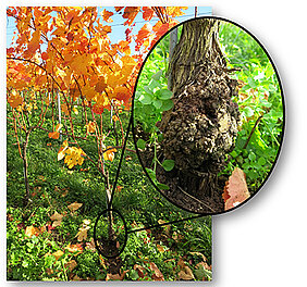 Visible to the untrained eye upon closer inspection only: a crown gall tumour on a vine.