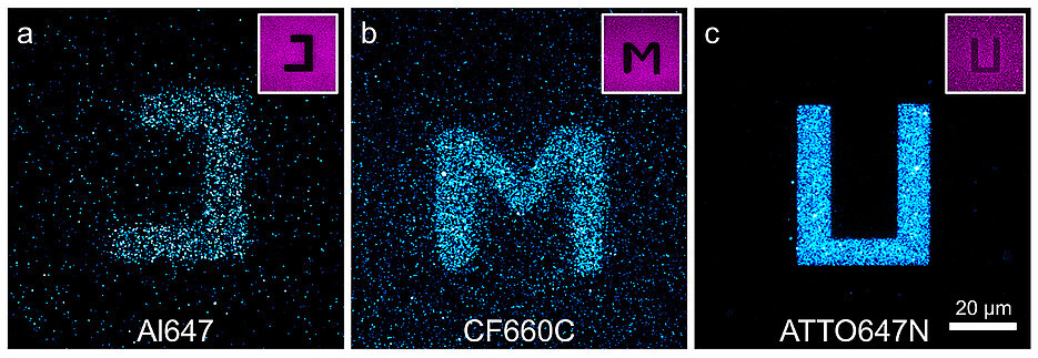 Konfokale Fluoreszenzbilder von Glasoberflächen, die mit den Cyaninfarbstoffen Alexa Fluor 647 (a) und CF660C (b) sowie mit Carborhodaminfarbstoff ATTO647N (c) beschichtet wurden, nach Lichtanregung bei 568 Nanometer (nm). Durch Anregung der rot-absorbierenden Farbstoffe bei 640 nm in bestimmten Bereichen (Negativbilder rechts oben) werden dort Farbstoffe photokonvertiert und es gelingt, Buchstaben auf die Oberfläche zu schreiben, die bei 568 nm angeregt wurden und bei etwa 580 nm fluoreszieren. Der Carborhodaminfarbstoff zeigt ein effizienteres Photobluing als die Cyaninfarbstoffe.