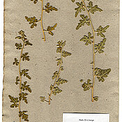 Die Koloquinte, mit der Otto Ludwig Lange 1956 experimentierte, ist bis heute erhalten. Sie befindet sich im Würzburger Herbarium.