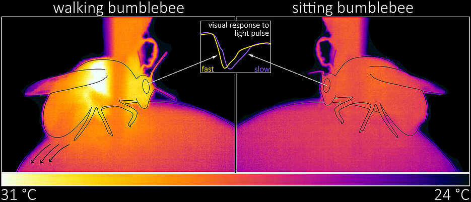 Left: A walking bumblebee with increased temperature of the chest and head area. Right: A sitting bumblebee with lower, constant temperature. The electrical responses of the eye in the middle show that the bumblebee processes visual stimuli faster while walking than while sitting. 