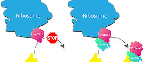 Entgegen der vorherrschenden Meinung entlässt das Ribosom Proteine nach der Synthese nicht einfach in das Zytosol (links). Stattdessen hält es sie dort so lange fest, bis die passenden Gegenstücke und bestimmte Helfer - sogenannte Chaperone - angeliefe