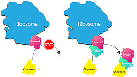 Contrary to the conventional view, the ribosome does not release individual proteins directly into the cystol after synthesis (left). Instead, it holds the protein back until chaperones deliver the matching counterparts (right).