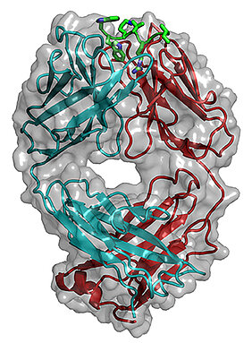 Model of a Sclerostin-fragment (green) bound to the antibody AbD09097 (heavy and light chain in cyan and red, respectively; surface representation in grey)