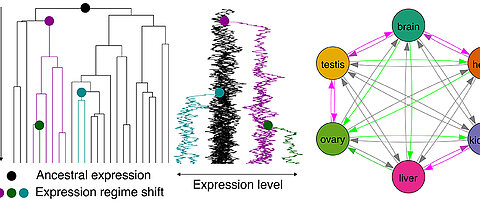 Komplexe evolutionäre Zusammenhänge: Die langfristige Expression in einem Organ prädisponiert Gene für die spätere Nutzung auch in anderen Organen.