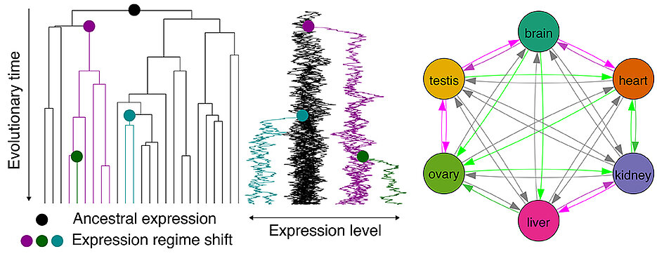 Komplexe evolutionäre Zusammenhänge: Die langfristige Expression in einem Organ prädisponiert Gene für die spätere Nutzung auch in anderen Organen.