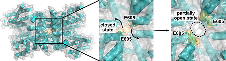Dreidimensionale Skizze des TPC1-Kanalproteins; der Blick geht  von oben auf den vakuolären Poreneingang. Positionsänderungen von Aminosäureresten wie E605 beim Übergang vom geschlossenen Kanalzustand in einen Zustand mit teilweise geöffneter Pore.