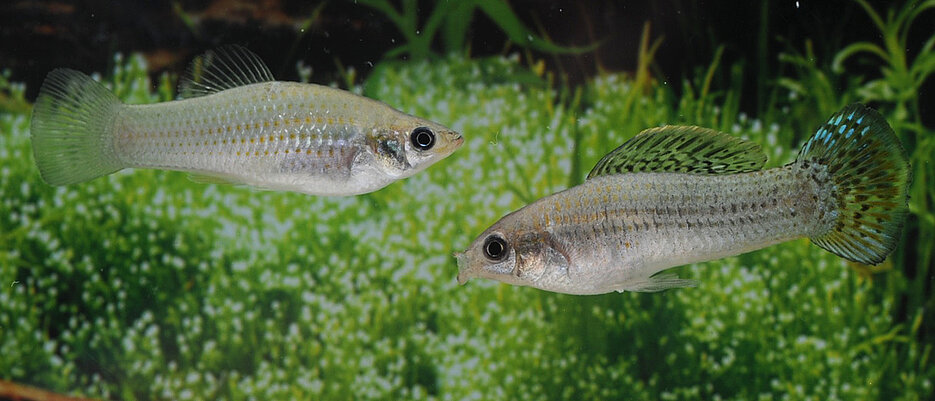 Amazon molly in Aquarium