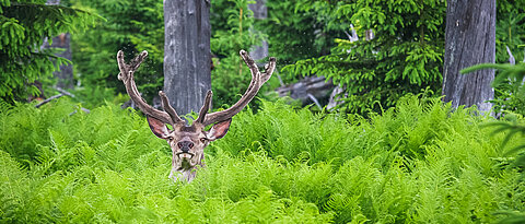 Rothirsche folgen im Frühjahr dem frischen und nährstoffreichen Grün von den Tal- zu den Höhenlagen. (Foto: Rainer Simonis/Nationalpark Bayerischer Wald)