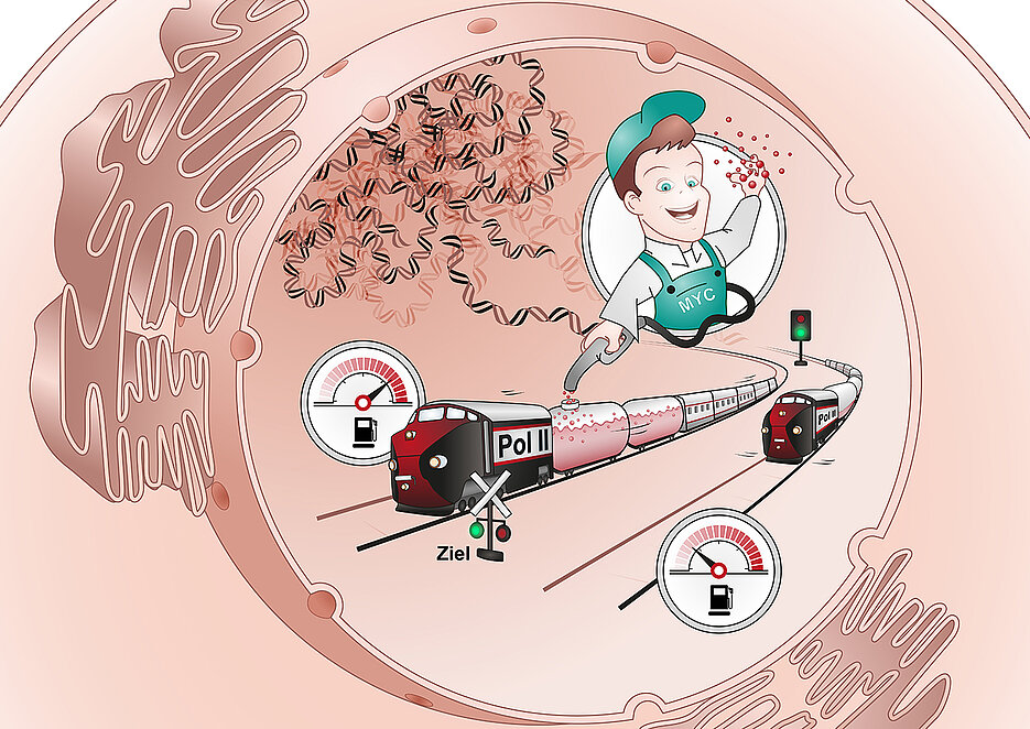 Erst wenn der Tankwart seinen Job gemacht hat, kann die Reise beginnen. Oder, anders formuliert: Der Transkriptionsfaktor Myc sorgt dafür, dass Zellen genau die Proteine herstellen können, die sie für ihr Funktionieren benötigen.