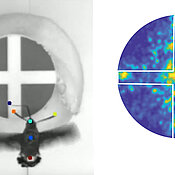 Anna Stöckl uses a high-speed camera to observe the nectar-foraging behaviour of hummingbird hawk-moths at various artificial patterns. On the right side you can see where the insect has been probing.