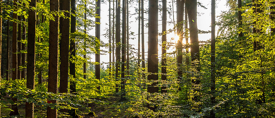 Richtig umgesetzt können Wälder ein mächtiges Mittel gegen den Klimawandel sein. 