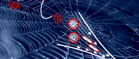 Picture: Silk proteins undergo phase and structural transitions in a spider’s spinning gland before they form a solid fibre used to build a web. 