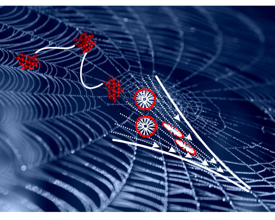 Picture: Silk proteins undergo phase and structural transitions in a spider’s spinning gland before they form a solid fibre used to build a web. 