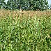 Eine der Versuchsflächen, auf denen die Grasarten gesammelt wurden. Diverse Grasländer verringern die Gefahr von Vergiftungserscheinungen.