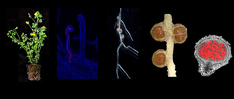 Bilder einer Symbiose: die Leguminosen-Modellpflanze Lotus japonicus, bei der Bakterien in die Wurzelhaare einwandern. Es bilden sich die typischen Knöllchen. Rechts ein Querschnitt durch ein Knöllchen.