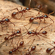 Driver ants of the genus Aenictus are widespread in Africa and Australasia. Although they are not common, their columns of thousands of ants moving frantically through the forest are remarkable. These ants were photographed on the Lockhart River in Queensland, Australia. 