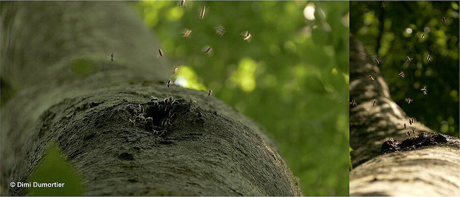 Wild honeybees at their nesting place in a tree cavity.