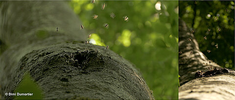 Wilde Honigbienen an ihrem Nistplatz in einer Baumhöhle.
