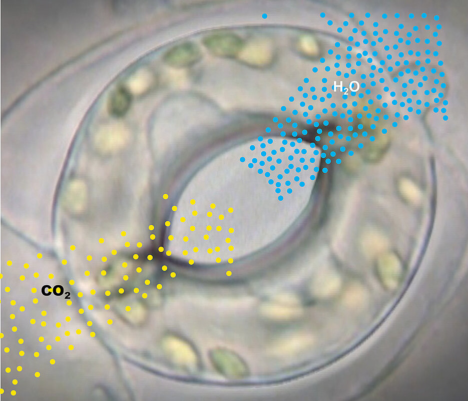 Gas exchange through the stomata: Carbon dioxide is taken in; at the same time a hundred water molecules (H2O) escape for each CO2 molecule that is taken up.