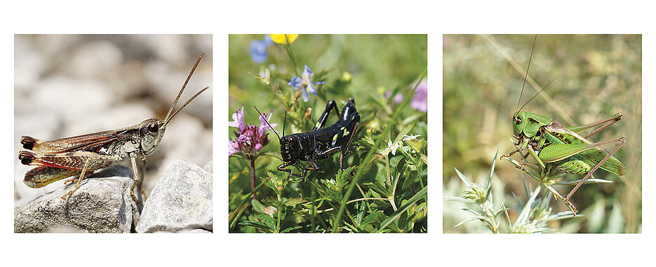 Drei Heuschrecken-Arten, deren Ernährungsverhalten untersucht wurde (v.l.): der Kiesbankgrashüpfer, die Alpine Gebirgsschrecke, die an einer Labkraut-Art frisst, und der auch in Unterfranken vorkommende Warzenbeißer.