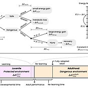 Visualisierung des mathemischen Models aus der Studie. Grafik A (oben) zeigt die Entscheidungsprozesse bei der Jagd sowie mögliche Ergebnisse und Konsequenzen. Grafik B (unten) stellt das Zwei-Phasen-Lernmodell. 