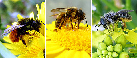 Drei Mauerbienenarten haben die Wissenschaftler untersucht (v.l.): Die Gehörnte Mauerbiene (Osmia cornuta), die Rote Mauerbiene (Osmia bicornis) und die Schöterich Mauerbiene (Osmia brevicornis). (Fotos: Mariela Schenk)