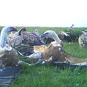 Gänsegeier konkurrieren auf der Dreiborner Hochfläche um einen ausgelegten Rehkadaver