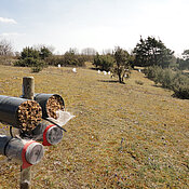 The scientists performed their experiment on chalk grasslands as shown here. The wooden post is fitted with hatching tubes complete with bee cocoons and nesting structures.