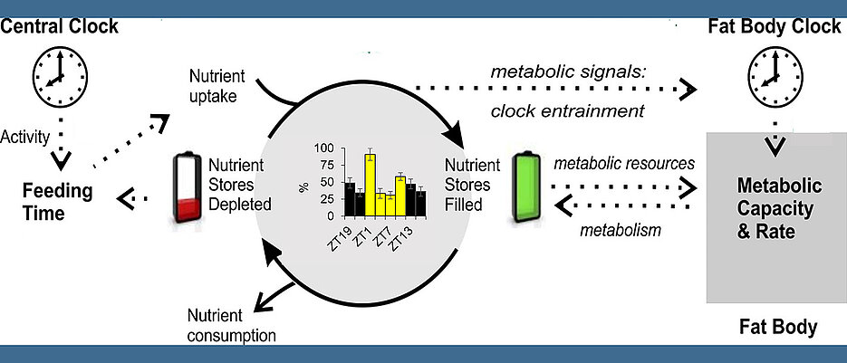 In the fruit fly Drosophila, a central circadian clock in the brain controls important parameters such as daily activity or food intake. Peripheral clocks receive timing signals via further pathways, and act as clocks for various metabolic processes. If the clocks chronically get out of sync, this can trigger diseases.