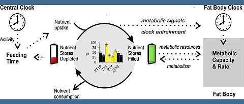 In the fruit fly Drosophila, a central circadian clock in the brain controls important parameters such as daily activity or food intake. Peripheral clocks receive timing signals via further pathways, and act as clocks for various metabolic processes. If the clocks chronically get out of sync, this can trigger diseases.