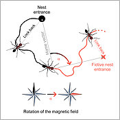 Graphic, showing the ways to the nest entrance.