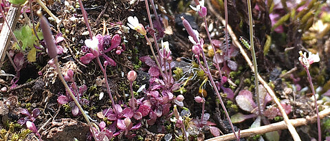 Die Modellpflanze Arabidopsis thaliana stand im Zentrum des Versuchs. Die gewonnenen Erkenntnisse könnten auf viele andere Tier- und Pflanzenarten angewandt werden. 