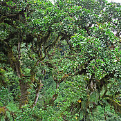 Rainforest on Mount Kilimanjaro