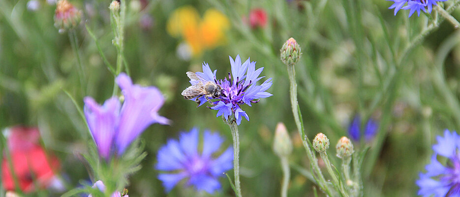 Honigbiene auf Kornblume