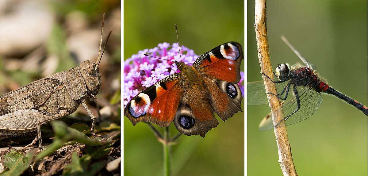 Insects: A treasure trove of data for science and nature conservation ...