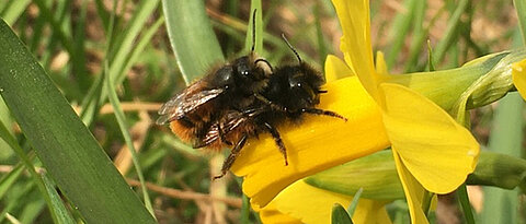 Ein Forschungsteam hat untersucht, ob Fungizide beim Paarungsverhalten der Mauerbiene (Osmia cornuta) eine Rolle spielen könnten.